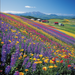 Hokkaido's Flower Fields Diamonded Painting Kits