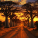 Avenue Of The Baobabs - Madagascar Painting Diamond Kit