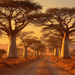 Avenue Of The Baobabs - Morondava Paint By Diamonds