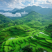 Sapa Rice Terraces Paint By Color