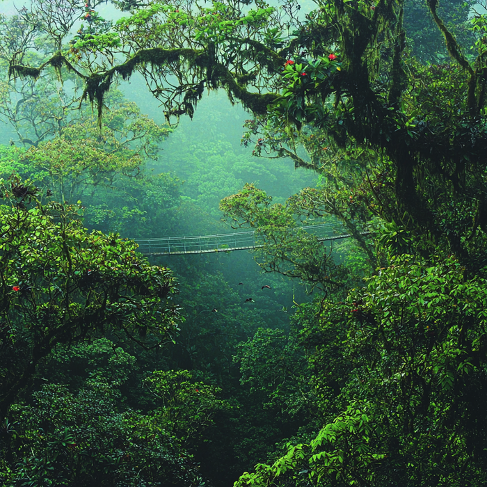 Pura Vida In Monteverde Cloud Forest - Costa Rica DIY Paint By Diamonds