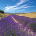 The Lavender Fields Of Provence - France DIY Paint By Diamonds