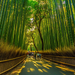 Kyoto's Arashiyama Bamboo Grove Paint By Diamonds