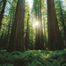 Redwood National Park - California Paint By Color