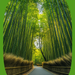 Arashiyama Bamboo Grove - Kyoto Paint By Color