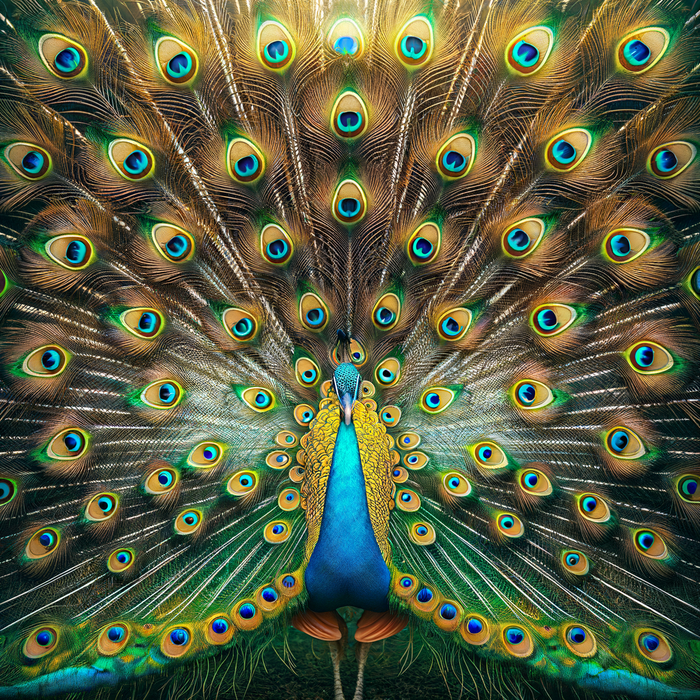 Exquisite Peacock Display Paint By Diamonds Art