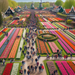 Tulip Festival - Lisse Paint By Diamond