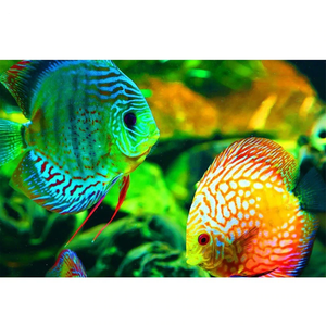 Coral Reef Fish 5D DIY Paint By Diamond Kit