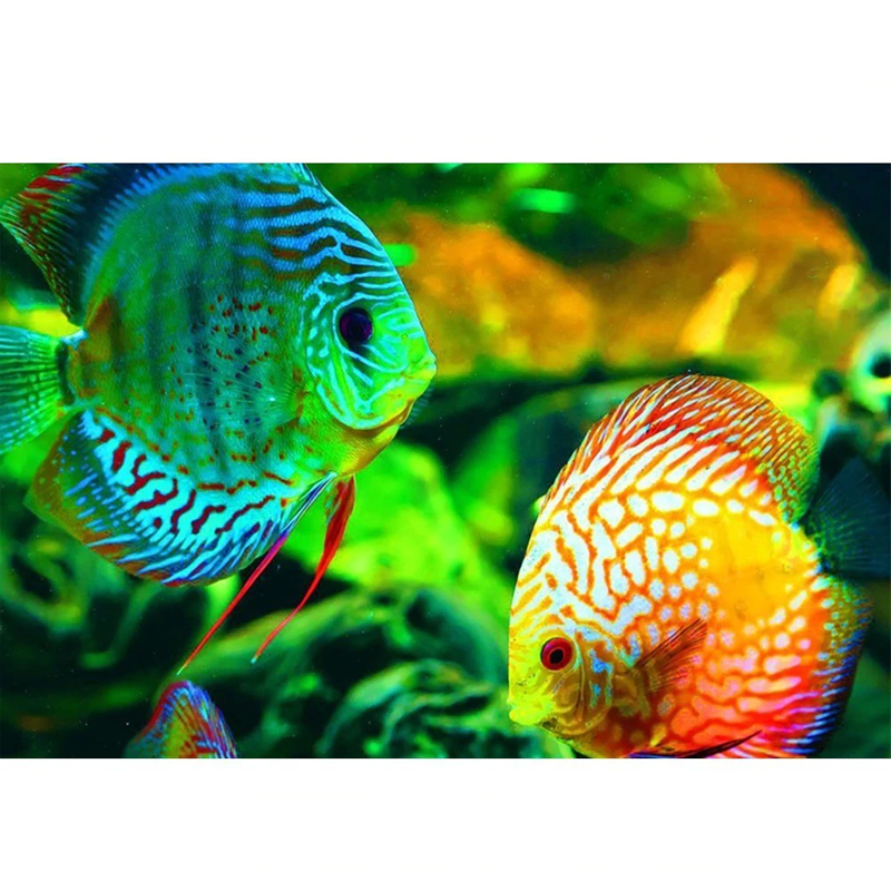Coral Reef Fish 5D DIY Paint By Diamond Kit