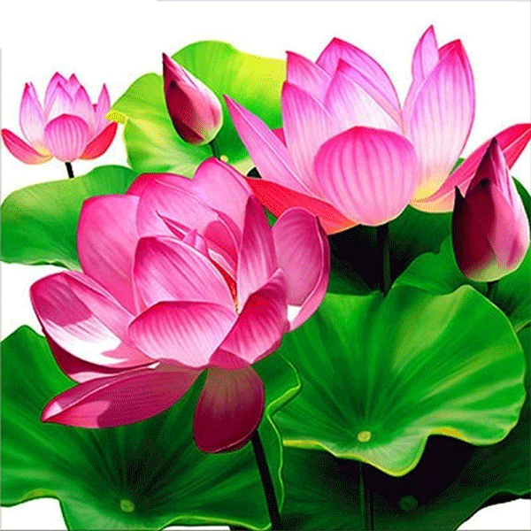 Lotus Flower 5D DIY Paint By Diamond Kit