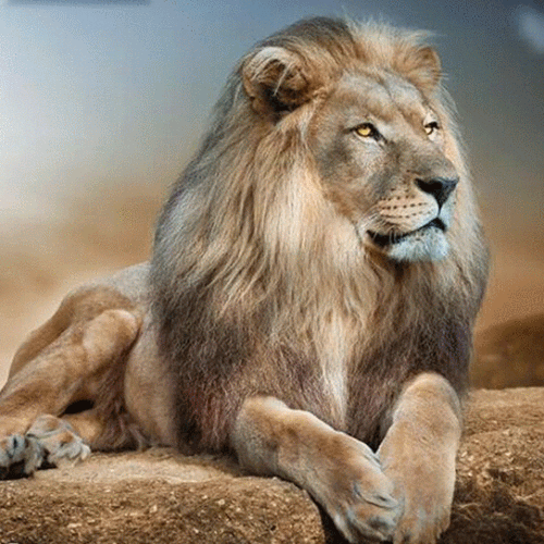 Majestic Lion 5D DIY Paint By Diamond Kit