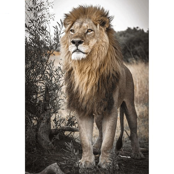 Guarding Lion 5D DIY Paint By Diamond Kit