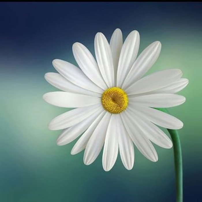 White Daisy 5D DIY Paint By Diamond Kit