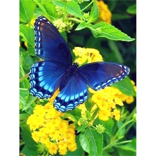 Blue Butterfly 5D DIY Paint By Diamond Kit