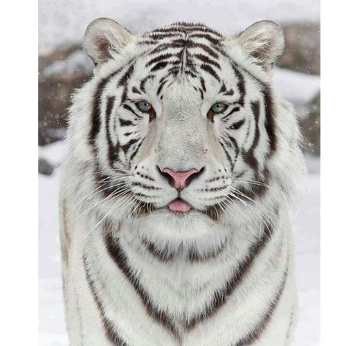 White Tiger 5D DIY Paint By Diamond Kit