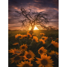 Sunflower In The Sunset 5D DIY Paint By Diamond Kit