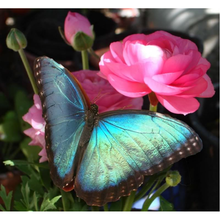 Butterfly On Flower 5D DIY Paint By Diamond Kit