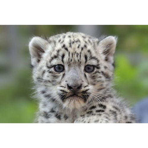 Baby Leopard 5D DIY Paint By Diamond Kit