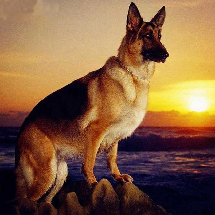 German Shepherd  5D DIY Paint By Diamond Kit - Paint by Diamond