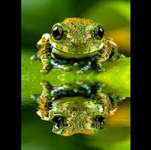 Cool Frog 5D DIY Diamond Painting