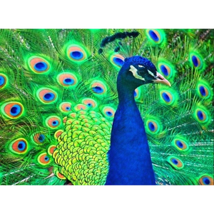 Beautiful Peacock 5D DIY Paint By Diamond Kit