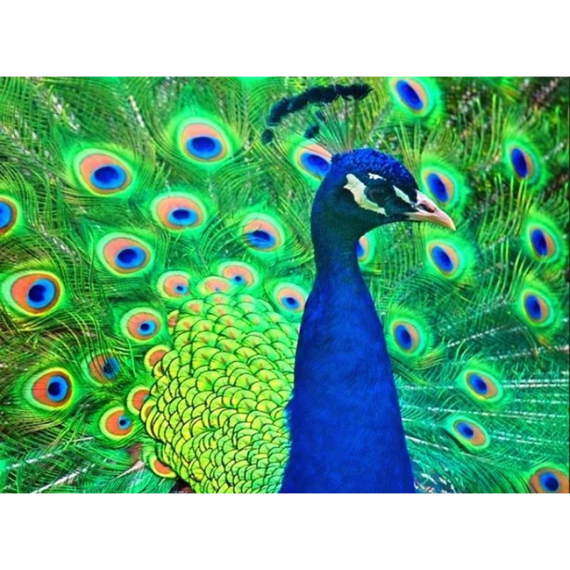 Beautiful Peacock 5D DIY Paint By Diamond Kit