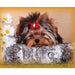 Cute Sad Dog 5D DIY Paint By Diamond Kit - Paint by Diamond