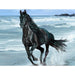 Black Horse 5D DIY Paint By Diamond Kit - Paint by Diamond