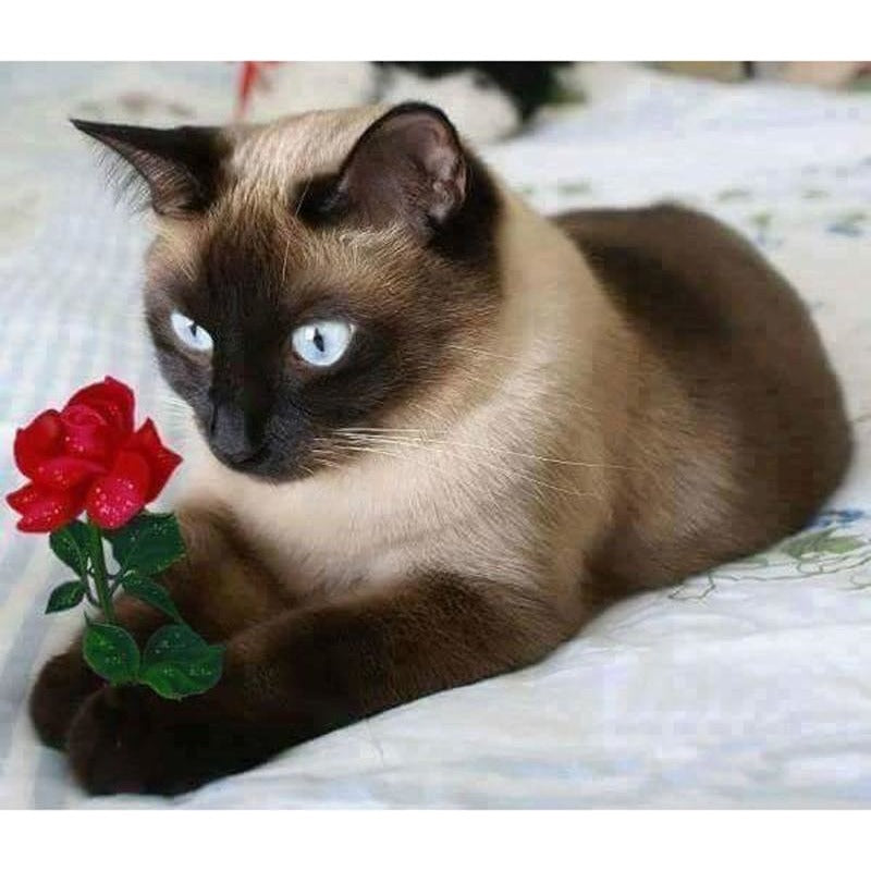 Cat Holding A Rose 5D DIY Paint By Diamond Kit - Paint by Diamond