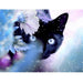 Animal Black Cat  5D DIY Paint By Diamond Kit - Paint by Diamond