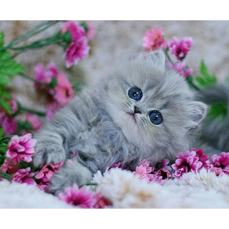 Cute Little Kitten 5D DIY Paint By Diamond Kit - Paint by Diamond