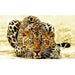 Leopard 5D DIY Paint By Diamond Kit - Paint by Diamond