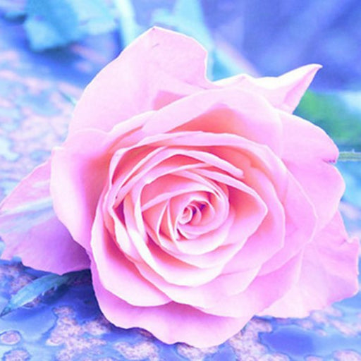 Pink Roses 5D DIY Paint By Diamond Kit - Paint by Diamond