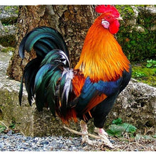 Colorful Rooster 5D DIY Paint By Diamond Kit - Paint by Diamond
