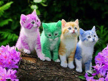 Rainbow Kittens 5D DIY Paint By Diamond Kit