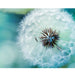 Dandelion 5D DIY Paint By Diamond Kit - Paint by Diamond