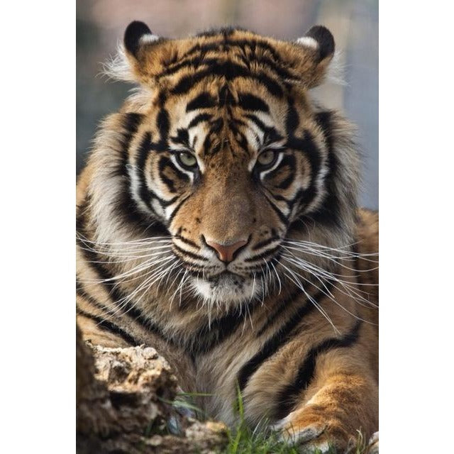 Animal tiger 5D DIY Paint By Diamond Kit - Paint by Diamond