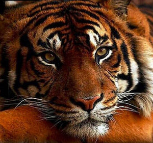 Majestic Tiger 5D DIY Paint By Diamond Kit