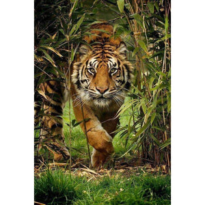 The Jungle Tiger 5D DIY Paint By Diamond Kit - Paint by Diamond