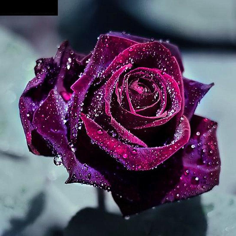 Wet Black Rose 5D DIY Paint By Diamond Kit