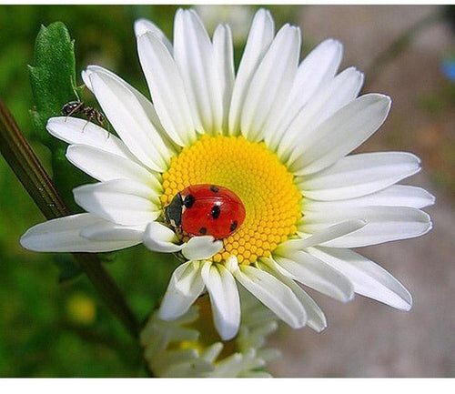 Flower & Ladybug 5D DIY Paint By Diamond Kit