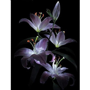 Purple Lily 5D DIY Paint By Diamond Kit - Paint by Diamond