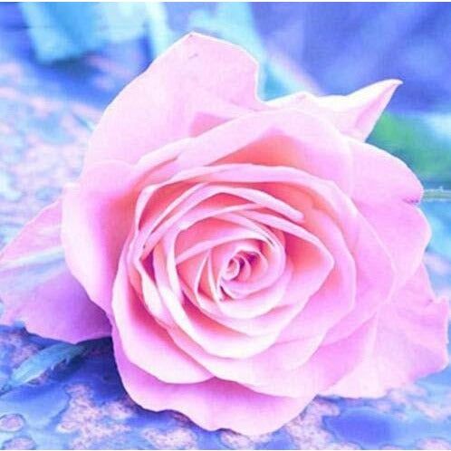 Fluorescent Flower Pink Rose 5D DIY Paint By Diamond Kit - Paint by Diamond