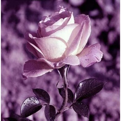 Purple Rose Colors Fluorescent Flower 5D DIY Paint By Diamond Kit - Paint by Diamond
