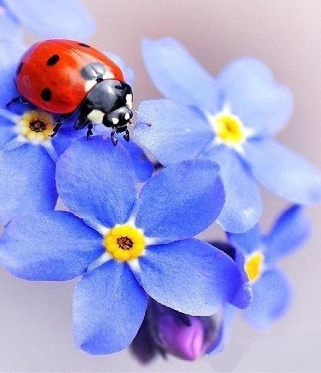 Ladybug 5D DIY Paint By Diamond Kit