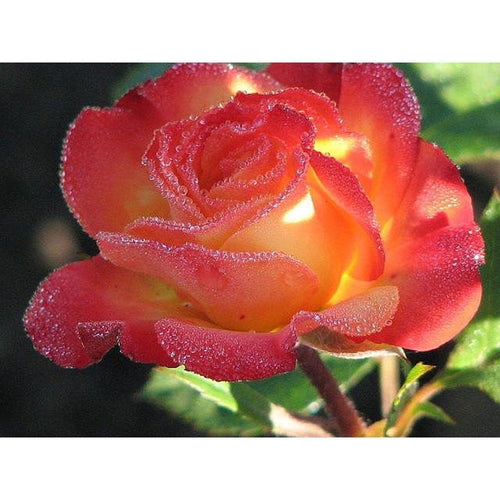 Pure Red Rose 5D DIY Paint By Diamond Kit