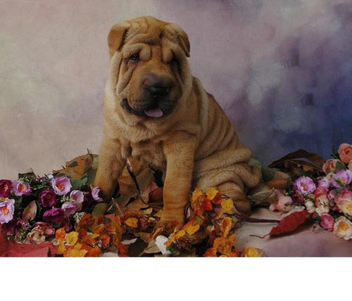 Dog & Flower 5D DIY Paint By Diamond Kit