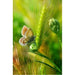 Butterfly In Fields 5D DIY Paint By Diamond Kit - Paint by Diamond