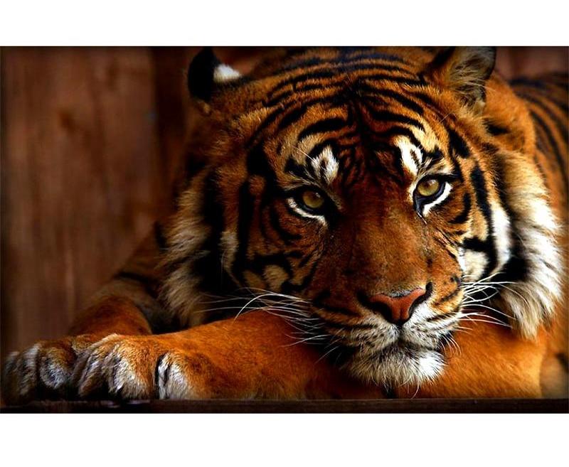 Tiger animals 5D DIY Paint By Diamond Kit - Paint by Diamond