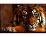 Tiger animals 5D DIY Paint By Diamond Kit - Paint by Diamond